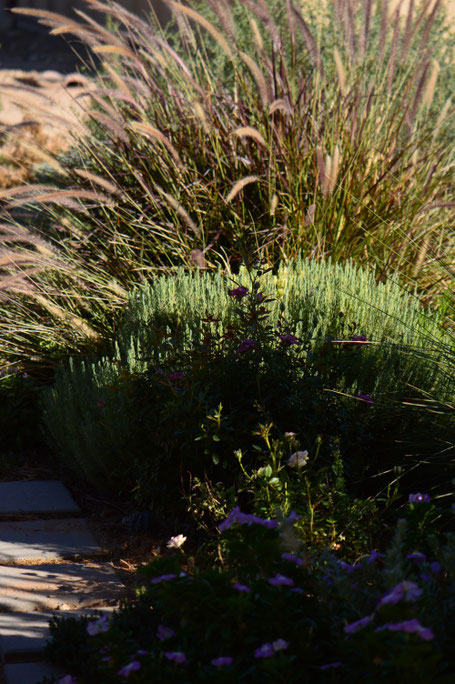 small sunny garden, desert garden, amy myers, tuesday view, autumn bloom