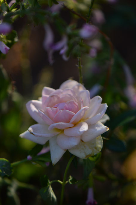 Tuesday view, miniature rose, small sunny garden, desert garden, amy myers, photography