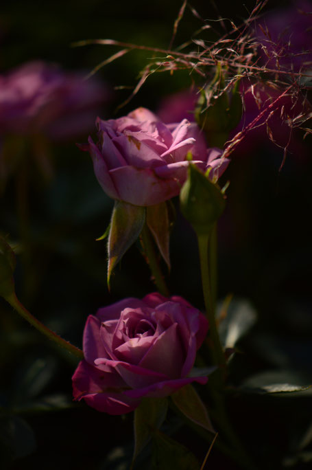 Tuesday view, miniature rose, small sunny garden, desert garden, amy myers, photography