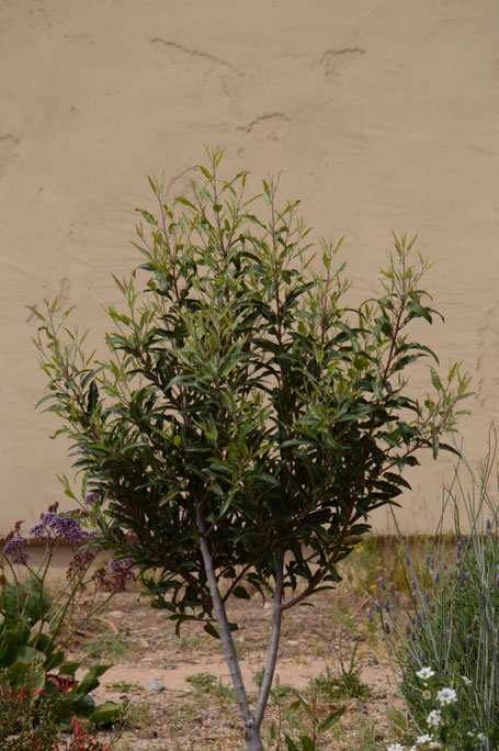 The Rosewood Tree In April A Small Sunny Garden By Amy Myers