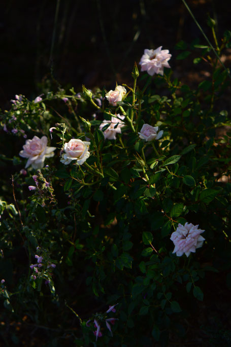 Tuesday view, miniature rose, small sunny garden, desert garden, amy myers, photography