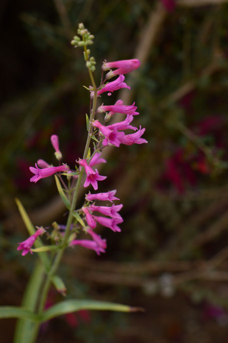 small sunny garden, desert garden, amy myers, photography, gbbd, garden bloggers bloom day, spring, flowers, penstemon, parryi