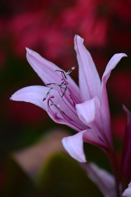 small sunny garden, desert garden, amy myers, garden bloggers bloom day, gbbd