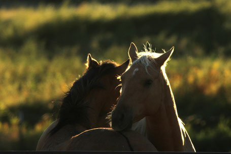 Ojai et un cheval quarter horse, dans le ranch américain - Photo credit N. Cerroni