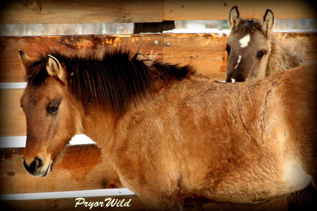 Ojai and best friend Paquita in Wyoming ranch - Photo credit N. Cerroni