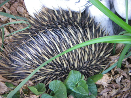 Spring time visitor - an echidna.