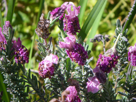 Pink lavender.