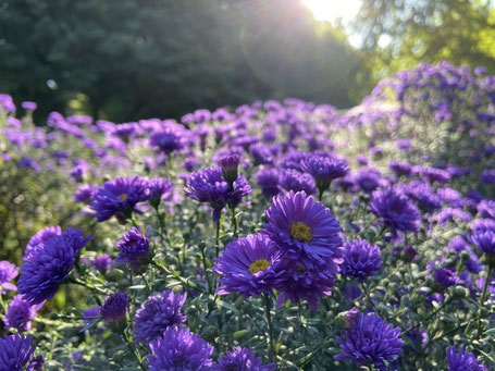 violette Blumen