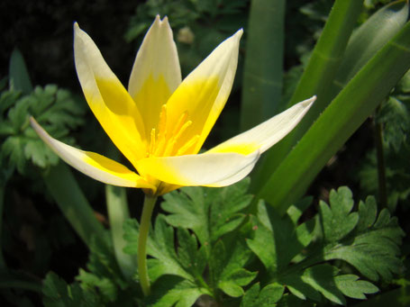 Tulpe