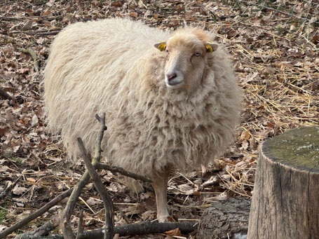 Tierpatenschaft für Malo