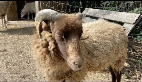 Tierpatenschaft für Malo