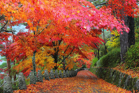 吉野　高城山遊歩道の紅葉