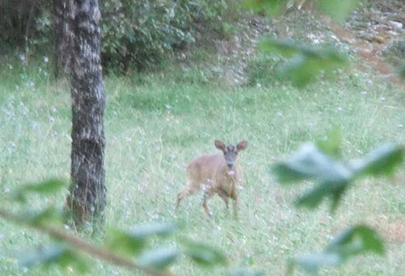 "Notre" petite femelle muntjac