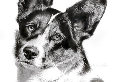Bleistiftzeichnung nach Foto Hund