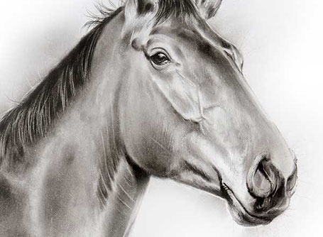 Bleistiftzeichnung Nach Fotovorlage Pferd