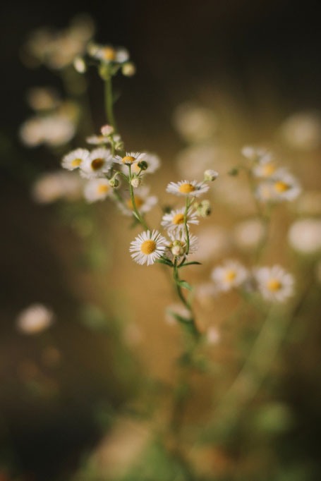 测试 Brightin Star 50mm f0.95 富士 X-E5 散景怪兽