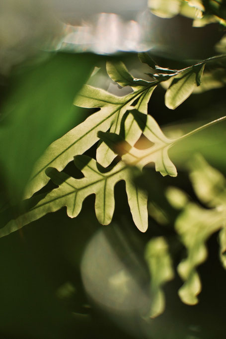 测试 Brightin Star 50mm f0.95 富士 X-E5 散景怪兽