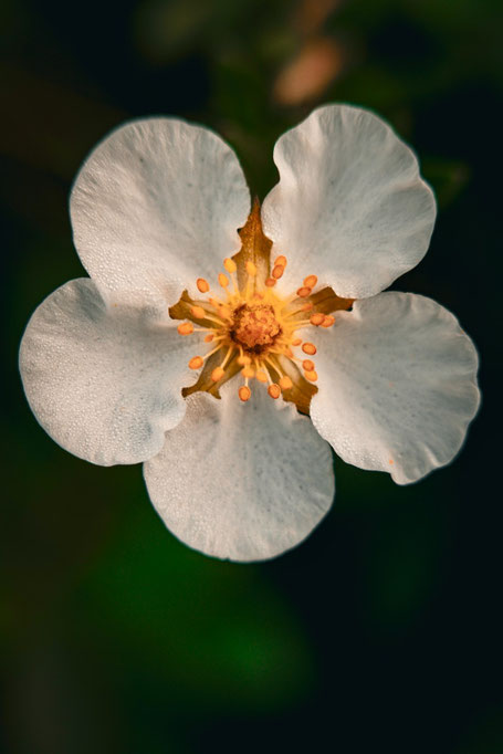 Fujifilm X-E5 mit MCEX-11 Makroring