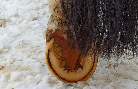 Warmblut-Mix "Blitz" steht vorbildlich frei mit einem Hinterhuf auf dem Hufbock - Barhufmobil - Hufpflege - Aila Tolke - Thüringen - Bayern
