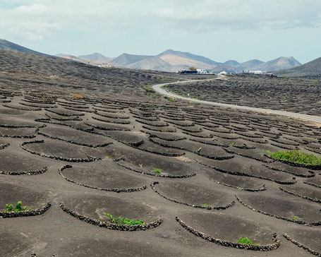 Drohnen-Aufnahme Weinfelder Weinstraße Lanzarote