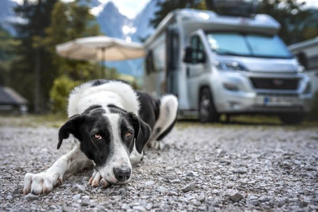 Hund liegt vor Teilintegriertem Wohnmobil auf der Straße 2026