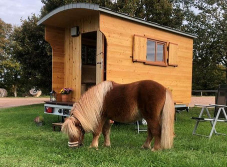 Pony vor Schäferwagen auf Wiese Glamping Schwarzwald 2026