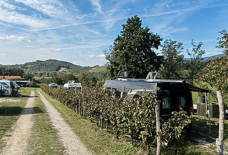 Wohnmobile zwischen Weinreben in Slowenien
