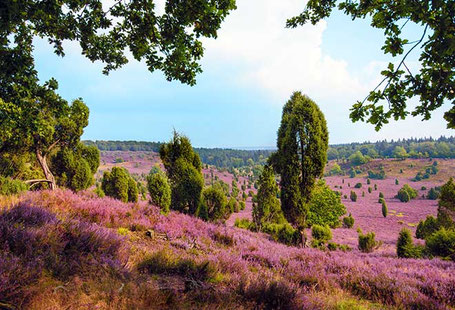 Blühende Lüneburger Heide in lila Panoramablick 2026