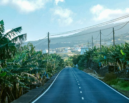 Straße zwischen Bananenplantagen La Palma