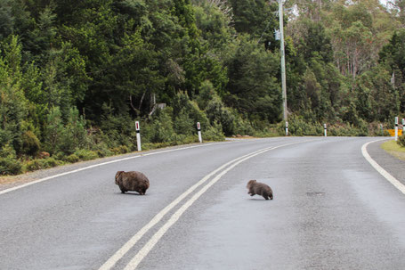 Wombats Cradle Mountain Tasmanien