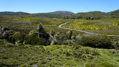 Wanderung am Cradle Mountain Ronny Creek Tasmanien