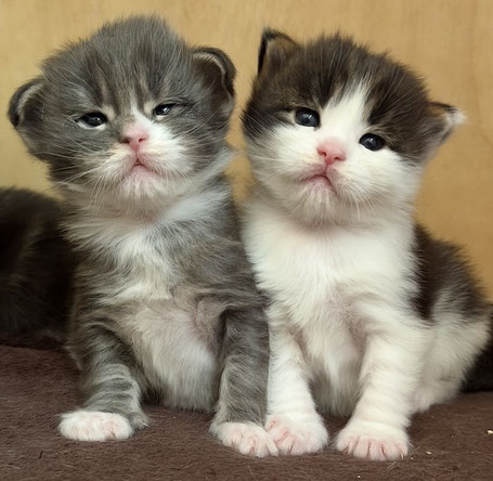 Maine Coon Kitten NRW