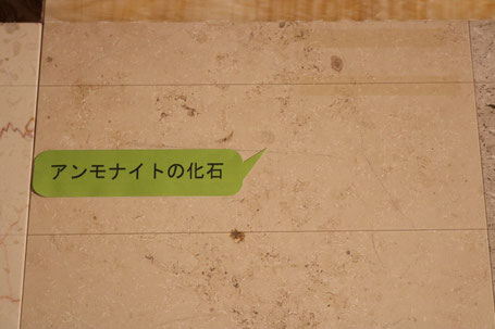 石材の中で見つかる化石、まちなかの建物でも見つかるかも!?