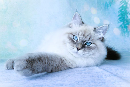 chaton siberien