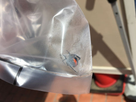 セアカコケグモを捕獲