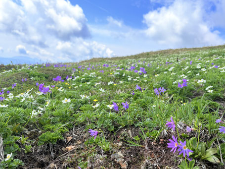 2026年6月13日　平標山・仙ノ倉山