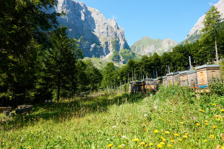 Carnica-Königinnen Belegstelle Valentinalm im Bezirk Hermagor