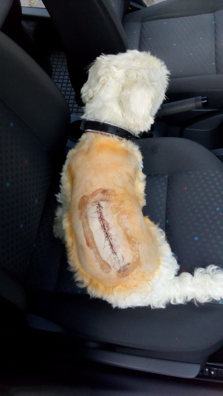 Auf dem Heimweg aus der Klinik, Foto vom Halter