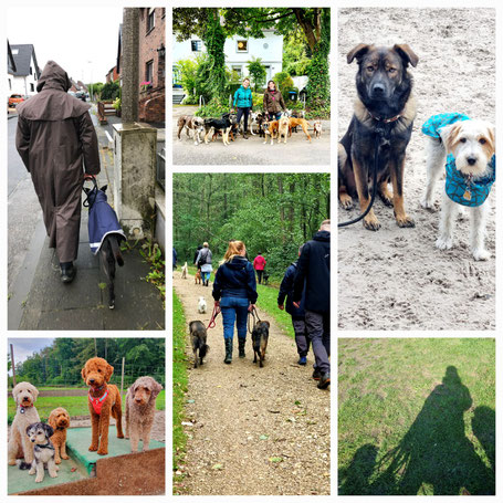 Rudelspaziergänge, Fotos:SaluDogs_Collage Oetken