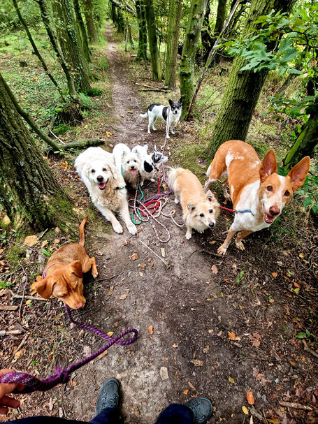 DogWalk SaluDogs, Foto: SaluDogs