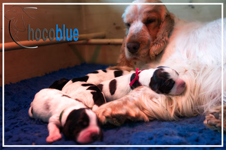 Camada " R " Chocoblue - Cachorro Cocker Spaniel Inglés