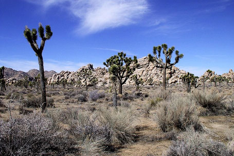 Reiseroute Kalifornien Rundreise: Im Joshua Tree Nationalpark