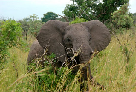 Reiseroute Südafrika Rundreise: Elefant im Krüger Park