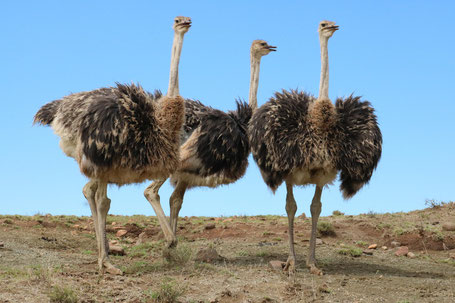 Kapstadt Garden Route Rundreise: Auf der Straußenfarm in Oudtshoorn