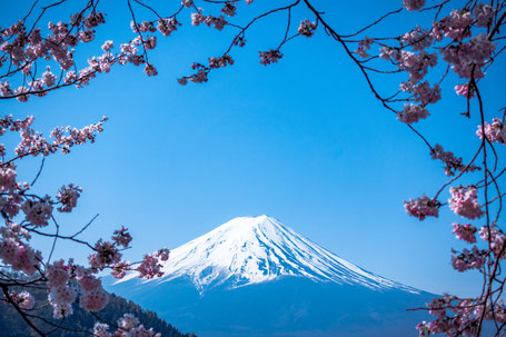 Heiratsantrag Ideen & Orte: Kirschblüte am Fuji-san