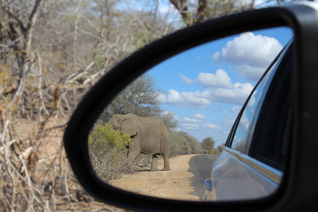 Südafrika Reiseziele: Safari durch den Krüger im Mietwagen