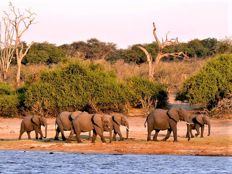Namibia Reiseziele: Abstecher in den Chobe Nationalpark