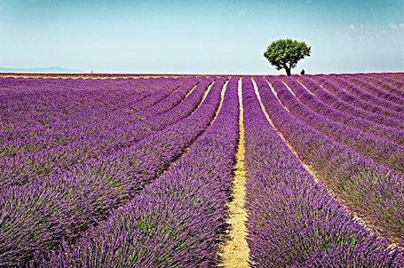 Route Provence Rundreise: Lavendelfeld bei Valensole