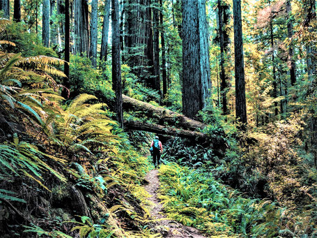 Kalifornien Reiseziele: Redwood Nationalpark
