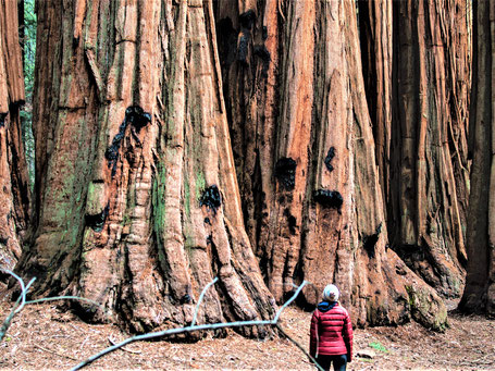 Kalifornien Reiseziele: Sequoia Nationalpark